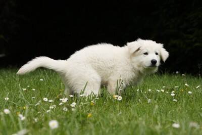 犬のウンチ『NG処理方法』５選　飼い主がやりがちなタブー行為や適切な対応まで解説