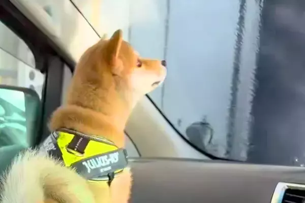 『洗車機』に入ったら、一緒に乗っていた赤ちゃん犬が…初めての経験で見せた『愛おしすぎる反応』が6万再生「大パニックｗｗ」「抱きしめたい」