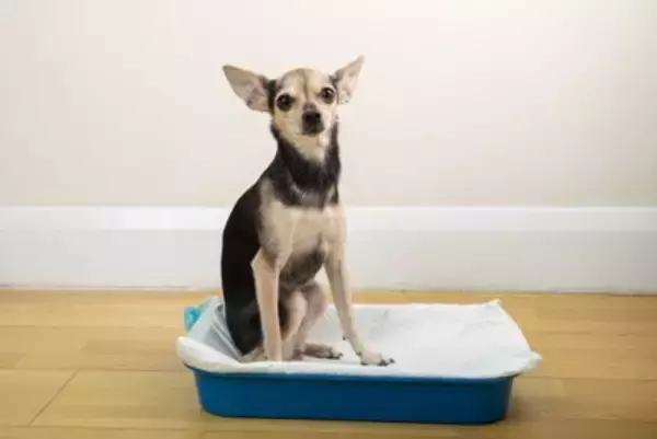 犬が『トイレの上にずっといる』心理4つ　排泄時以外もトイレシーツから動かないワケとは？