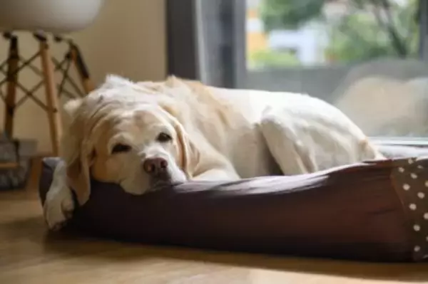 『シニア期』に入った犬がみせるサイン7選　何歳から老犬なの？見た目や行動の変化とは