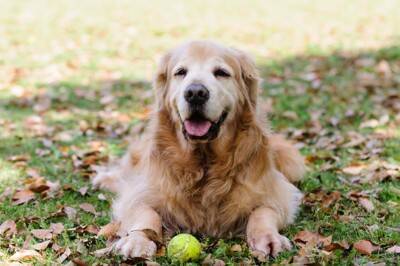 『シニア期』に入った犬がみせるサイン7選　何歳から老犬なの？見た目や行動の変化とは
