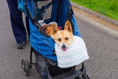 『シニア期』に入った犬がみせるサイン7選　何歳から老犬なの？見た目や行動の変化とは