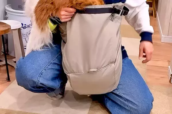 『抱っこ紐』を犬に見せた結果→『抱っこしてほしい』と訴えて…自分のサイズがわかっていない光景が49万再生「愛おしすぎ」「ニコニコ可愛い」