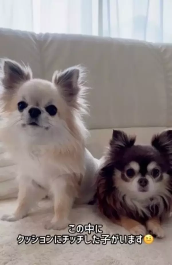 『洗濯物にオシッコしたのは誰？』3匹の犬に聞いてみたら…思った以上にわかりやすい『顔に出すぎている光景』が52万再生「素直」「最高ｗ」