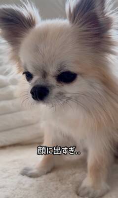 『洗濯物にオシッコしたのは誰？』3匹の犬に聞いてみたら…思った以上にわかりやすい『顔に出すぎている光景』が52万再生「素直」「最高ｗ」