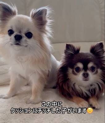 『洗濯物にオシッコしたのは誰？』3匹の犬に聞いてみたら…思った以上にわかりやすい『顔に出すぎている光景』が52万再生「素直」「最高ｗ」