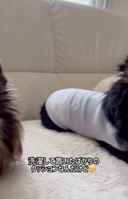 『洗濯物にオシッコしたのは誰？』3匹の犬に聞いてみたら…思った以上にわかりやすい『顔に出すぎている光景』が52万再生「素直」「最高ｗ」