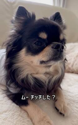 『洗濯物にオシッコしたのは誰？』3匹の犬に聞いてみたら…思った以上にわかりやすい『顔に出すぎている光景』が52万再生「素直」「最高ｗ」