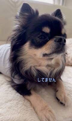 『洗濯物にオシッコしたのは誰？』3匹の犬に聞いてみたら…思った以上にわかりやすい『顔に出すぎている光景』が52万再生「素直」「最高ｗ」