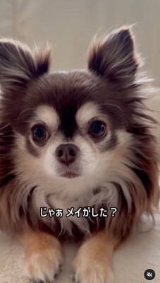 『洗濯物にオシッコしたのは誰？』3匹の犬に聞いてみたら…思った以上にわかりやすい『顔に出すぎている光景』が52万再生「素直」「最高ｗ」