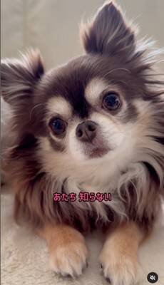 『洗濯物にオシッコしたのは誰？』3匹の犬に聞いてみたら…思った以上にわかりやすい『顔に出すぎている光景』が52万再生「素直」「最高ｗ」