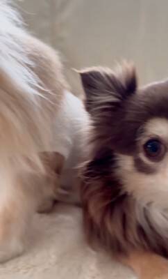 『洗濯物にオシッコしたのは誰？』3匹の犬に聞いてみたら…思った以上にわかりやすい『顔に出すぎている光景』が52万再生「素直」「最高ｗ」