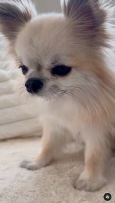 『洗濯物にオシッコしたのは誰？』3匹の犬に聞いてみたら…思った以上にわかりやすい『顔に出すぎている光景』が52万再生「素直」「最高ｗ」