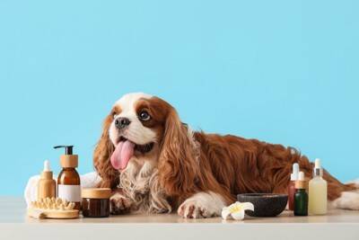 【獣医が解答】人間用の保湿剤、犬にもOK？今すぐチェック！絶対避けたい「NGアイテム＆使ってもいいモノ」