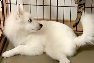 犬を預かったら、家にいた猫が『遊ぼうよ』とお誘いをして…シュールすぎる『衝撃の誘い方』が115万再生「忍者かな？ｗ」「犬困惑してて草」