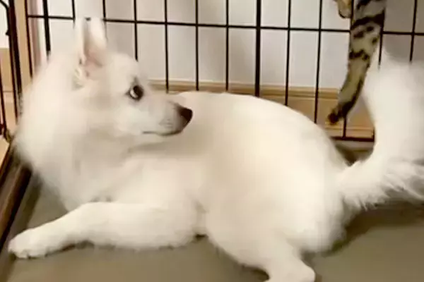 犬を預かったら、家にいた猫が『遊ぼうよ』とお誘いをして…シュールすぎる『衝撃の誘い方』が115万再生「忍者かな？ｗ」「犬困惑してて草」