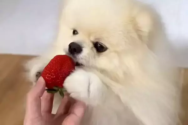 はじめて『高級イチゴ』を口にする犬→おててを添えながら味見して…癒しが止まらない『尊い反応』が14万再生「可愛くてメロメロ」「反則ｗ」