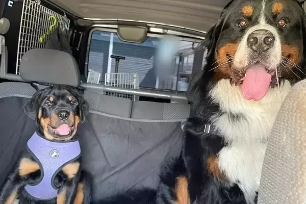 先輩犬の『半分以下のサイズ』だった後輩子犬→2年後、同じ場所で撮影したら…衝撃的な『成長速度』に2万いいね「凄まじい」「さすが大型犬」