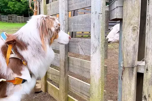 犬たちがはじめて『羊に会った』結果→牧羊犬の本能が出て…思った以上の『仕事っぷり』がすごいと33万再生「さすが」「友達になってるw」