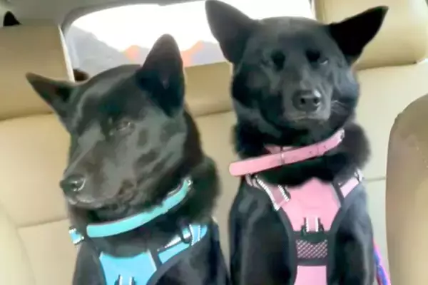 車の後部座席に座る『犬の親子』→走行中、左右に揺さぶられて…とんでもなく愛おしい光景が17万再生「可愛いにも程がある」「最高の癒し」
