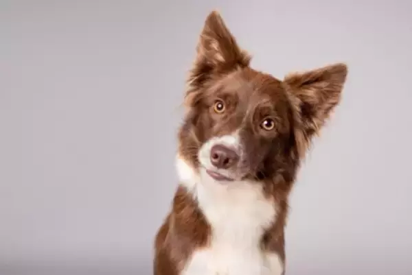 犬は栄養不足だから「食糞」するって本当？最新研究から科学的な結論を獣医が解説