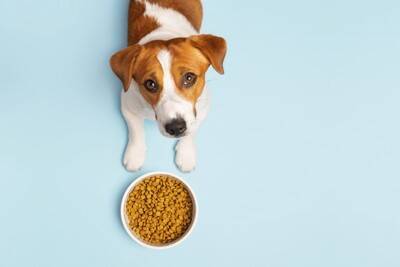 愛犬の『ドッグフード』絶対NGな保存方法3選　ご飯を劣化させないための適切な対応まで解説