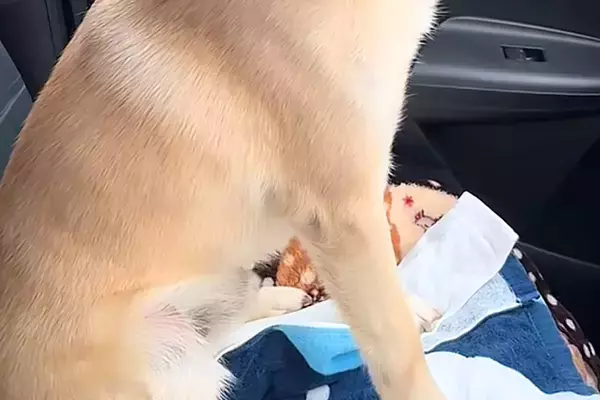 車の助手席に座る犬に『今日は病院行くで』と言った結果→わかりやす過ぎる『怖がり方と表情』が42万再生「バンビ状態ｗ」「抱きしめたい」