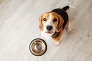 犬に絶対NGな『食器』6選　危険なお皿の特徴や愛犬に与える悪影響まで解説