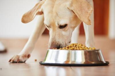 犬に絶対NGな『食器』6選　危険なお皿の特徴や愛犬に与える悪影響まで解説