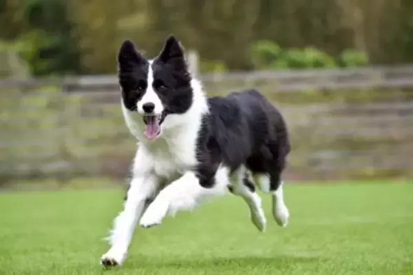 『飼育が難しい』犬種5選　初心者には向かないお世話の大変さや迎える際の適切なしつけ方まで