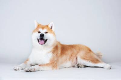 『飼育が難しい』犬種5選　初心者には向かないお世話の大変さや迎える際の適切なしつけ方まで
