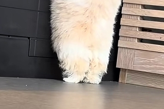 赤ちゃん犬が『お姉ちゃんの後を追った』結果→壁を越えられずに…反則級の『後ろ姿』が28万再生「足が揃ってて可愛い」「もこもこモップ」