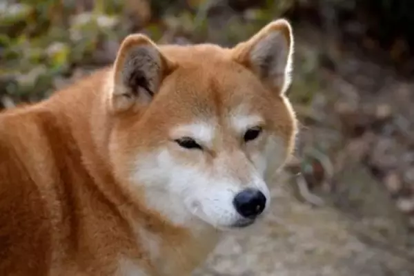 犬が『がっかりです』と飼い主に伝えているサイン4選　わざとがっかりさせるような行動は控える意識を