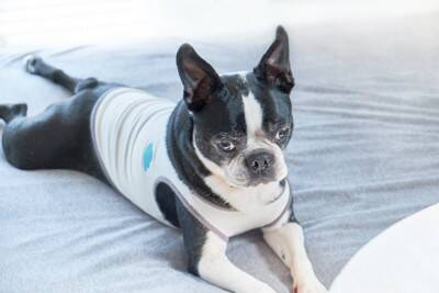 犬が『がっかりです』と飼い主に伝えているサイン4選　わざとがっかりさせるような行動は控える意識を