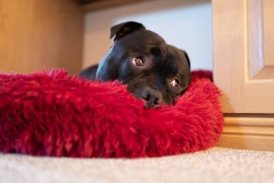 犬が『がっかりです』と飼い主に伝えているサイン4選　わざとがっかりさせるような行動は控える意識を