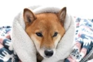 犬が『体を震わせる』理由5選　主な要因や今すぐに病院へ行くべき状態まで