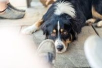 犬が人の『足元』で眠る心理５選　可愛すぎる行動の意味や一緒に寝る際の注意点まで