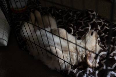 犬が思う『いい飼い主』の共通点5つ　どんな人が信用されやすいの？絆を深めるコツまで