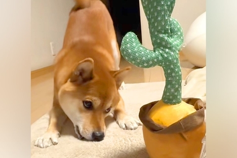 『声真似してくるサボテン』を柴犬に与えてみた結果→まさかの『ブチギレてしまう光景』が可愛いと話題「八つ当たりｗｗ」「かわいい」