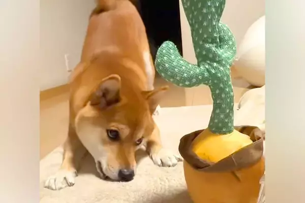 『声真似してくるサボテン』を柴犬に与えてみた結果→まさかの『ブチギレてしまう光景』が可愛いと話題「八つ当たりｗｗ」「かわいい」