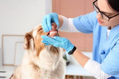 犬が亡くなるかもしれない『口腔内の病気』６選　早期発見のために飼い主がすべきことまで