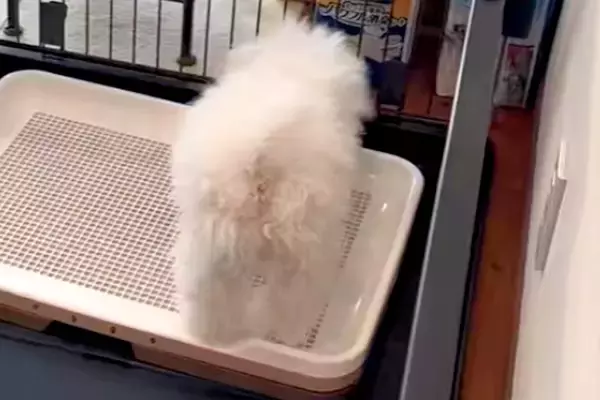 いつもは大人しいのに、突然ブチギレだした子犬→様子を見に行ってみると…想定外だった『まさかの光景』に爆笑「めちゃ可愛い」「うちのもする」