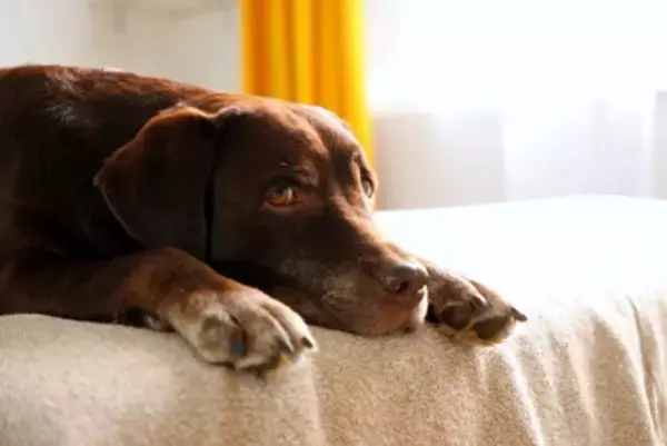 犬が『悲しそう』にしているときの心理5選　愛犬が切ないと感じてしまう原因や飼い主がすべき配慮まで