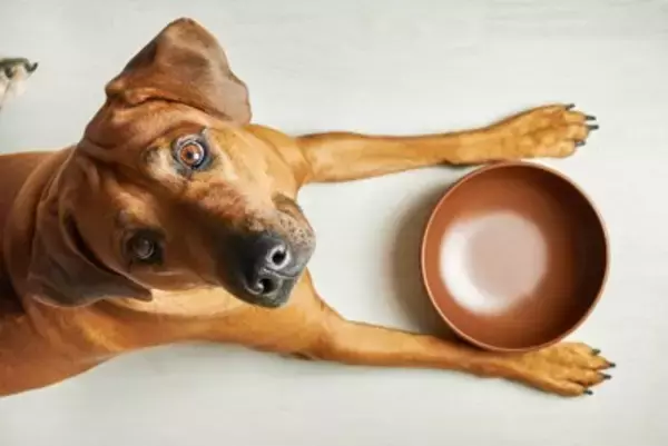 犬が短命になる飼い主の『親バカ行為』5選　愛犬の健康に悪影響を与える危険行為とは？