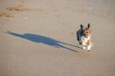犬が短命になる飼い主の『親バカ行為』5選　愛犬の健康に悪影響を与える危険行為とは？