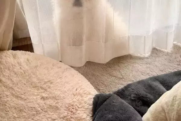 薄いカーテンの裏に隠れる犬→『見つかっていない』と勘違いしていて…あまりにも愛おしい『ドジな光景』に1万いいね「可愛すぎ」「妖精さん」