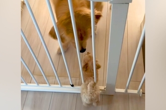 子犬と先住犬が『出会った日』→『仲良くできるかな』と見ていたら、目線を合わせ…優しさに溢れた光景が514万再生「素敵すぎる」「可愛い」