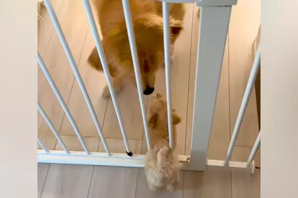 子犬と先住犬が『出会った日』→『仲良くできるかな』と見ていたら、目線を合わせ…優しさに溢れた光景が514万再生「素敵すぎる」「可愛い」