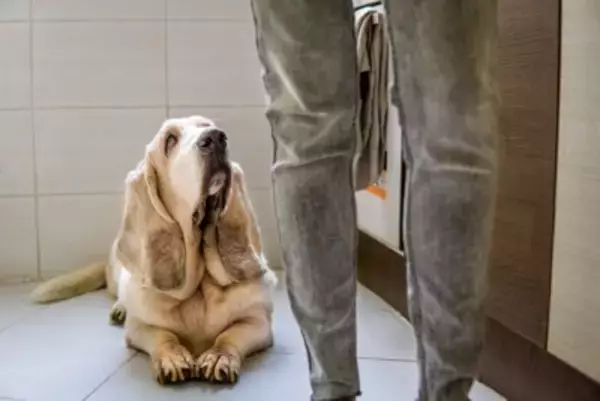 犬を幻滅させる『飼い主の言動』5つ　愛犬の期待を裏切るタブー行為や適切な接し方まで