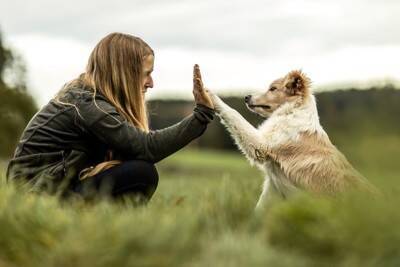 犬を幻滅させる『飼い主の言動』5つ　愛犬の期待を裏切るタブー行為や適切な接し方まで